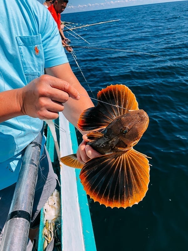 Catching a sea robin, cwww5.fioekdjsdas.cf