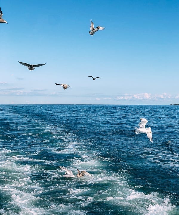 Seagulls snatching fish scraps off boat, cwww5.fioekdjsdas.cf