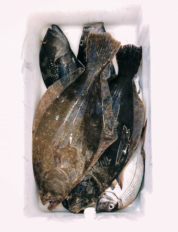 Catch of the day, fluke, seabass, and porgies, cwww5.fioekdjsdas.cf