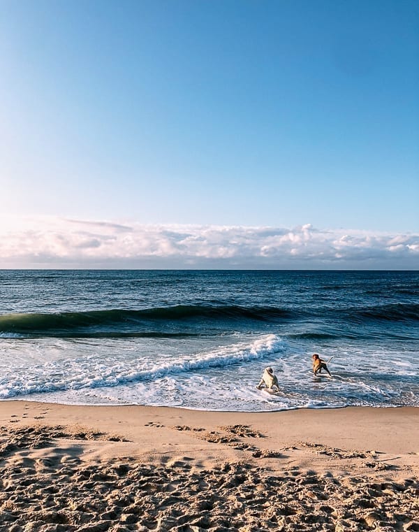 Dogs running on beach, cwww5.fioekdjsdas.cf