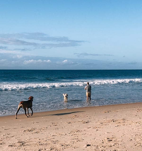 Surf fishing with dogs, cwww5.fioekdjsdas.cf