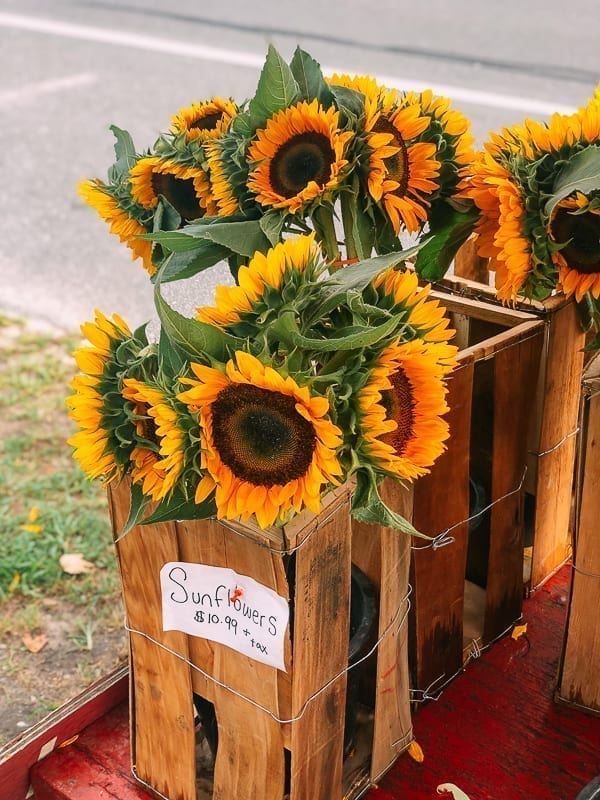 Sunflowers, cwww5.fioekdjsdas.cf