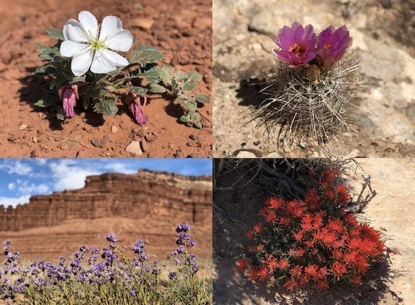 Canyonlands White Rim trail Spring wildflowers by cwww5.fioekdjsdas.cf