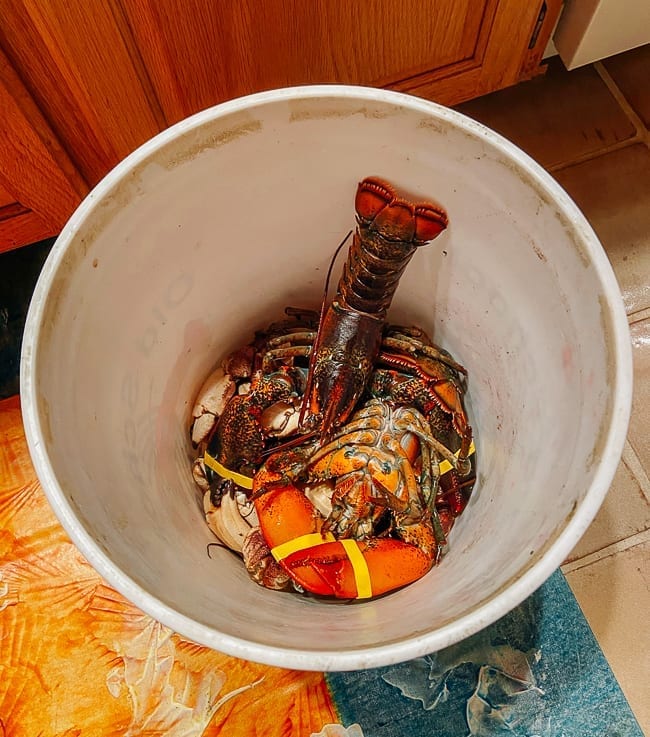 Live lobsters and crab claws in bucket, cwww5.fioekdjsdas.cf