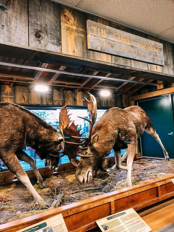 Moose Diorama at L.L. Bean Store in Freeport, cwww5.fioekdjsdas.cf