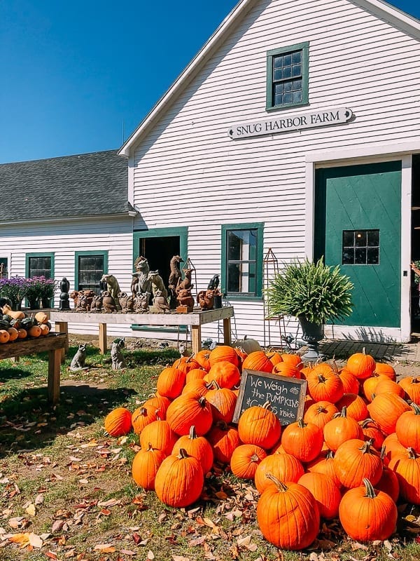 Pumpkins outside Snug Harbor Farm, cwww5.fioekdjsdas.cf