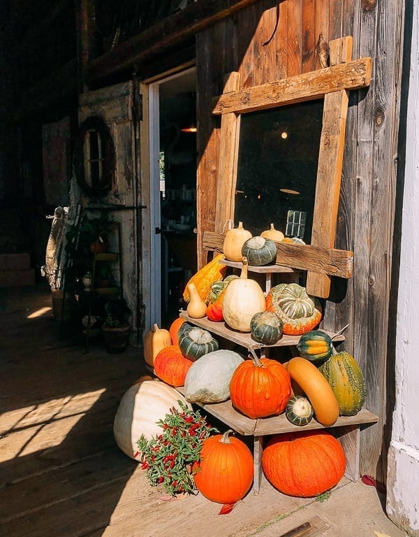 Pumpkins and gourds at Snug Harbor Farm, cwww5.fioekdjsdas.cf