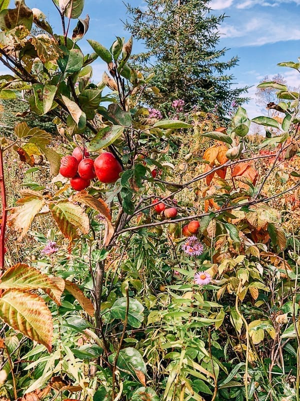 Wild apple tree, cwww5.fioekdjsdas.cf
