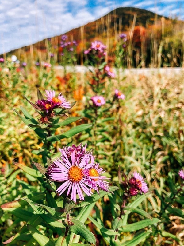 Wildflowers in meadow, cwww5.fioekdjsdas.cf