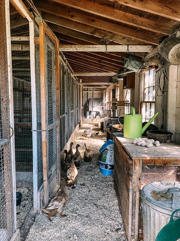 Ducks at Snug Harbor Farm, cwww5.fioekdjsdas.cf