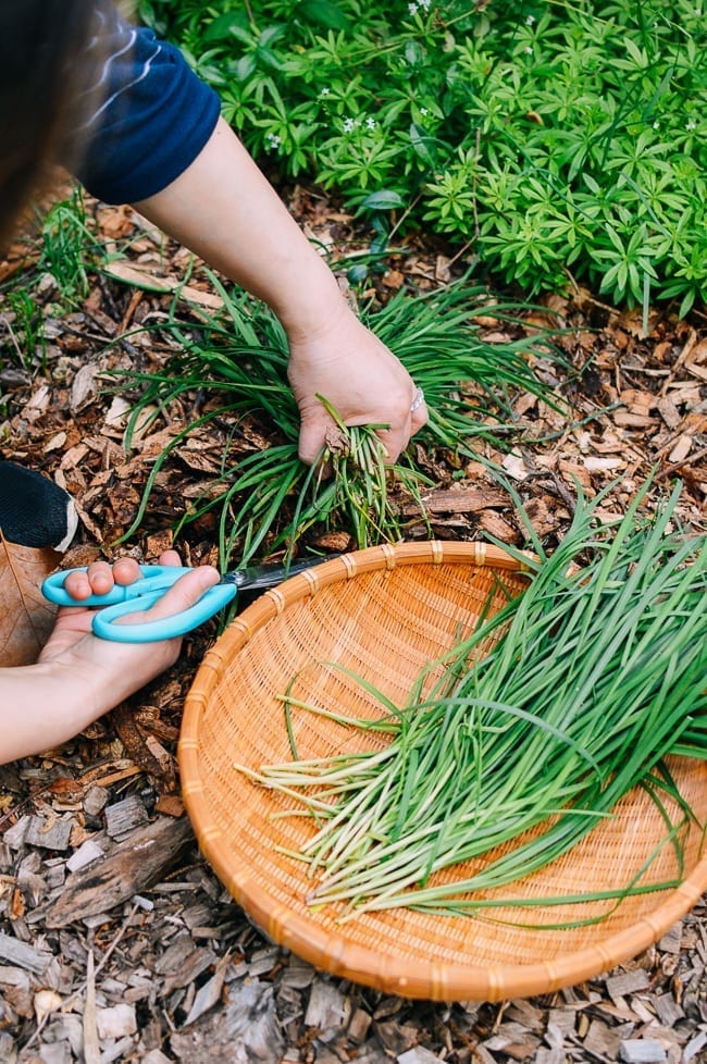 Harvesting Chinese Garlic Chives, cwww5.fioekdjsdas.cf