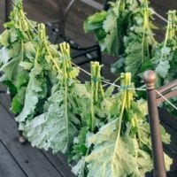 Drying and Preserving Kale Greens, cwww5.fioekdjsdas.cf