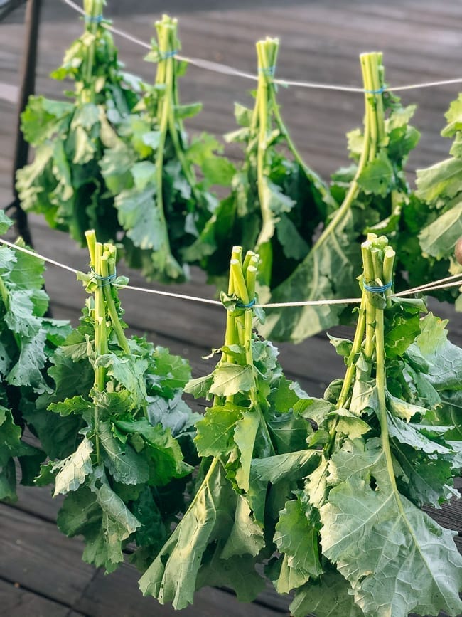 Drying greens in bundles outside, cwww5.fioekdjsdas.cf
