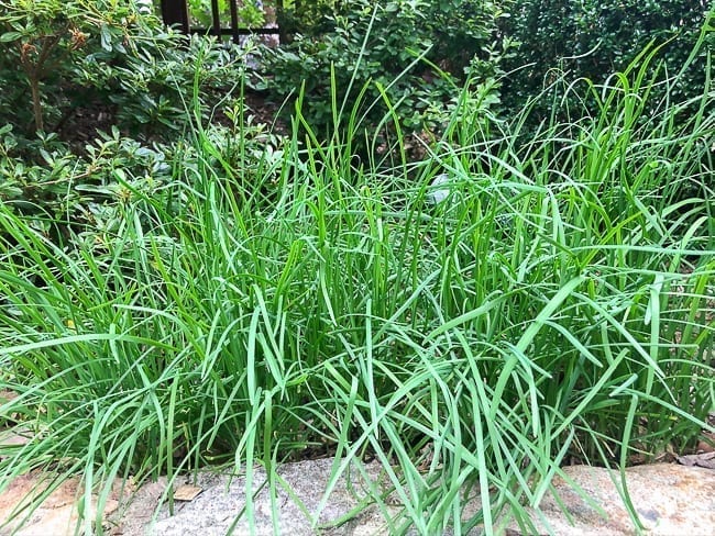 Chinese garlic chives growing in garden bed, cwww5.fioekdjsdas.cf