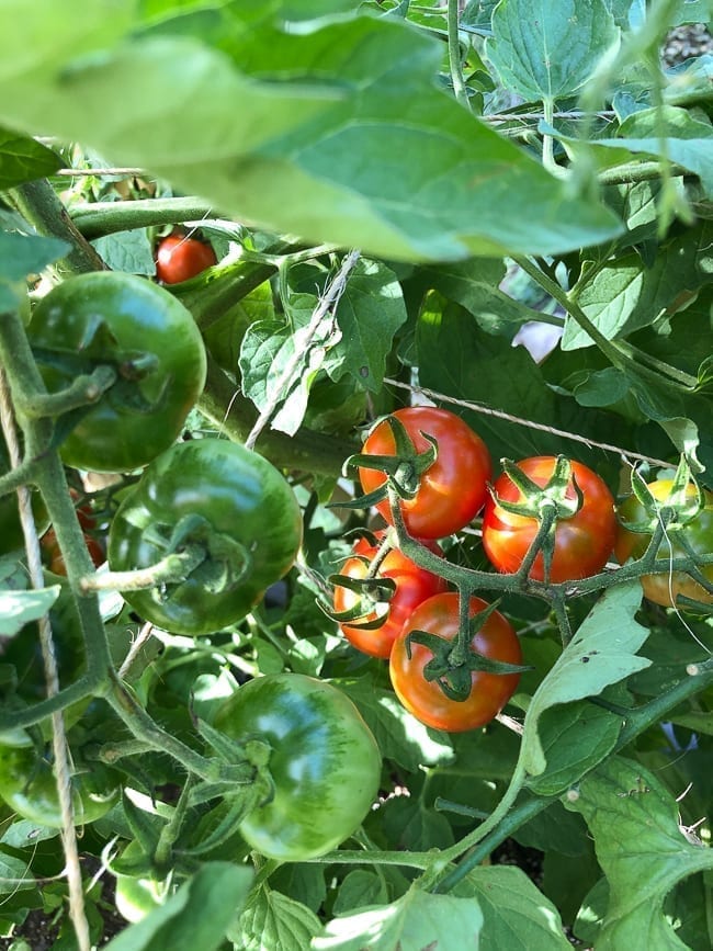 Cherry tomato plant, cwww5.fioekdjsdas.cf