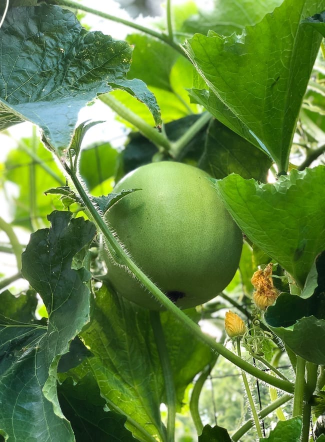 Winter melon plant, cwww5.fioekdjsdas.cf