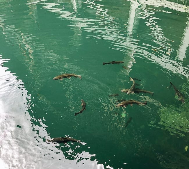 Fish in Mohonk Lake, cwww5.fioekdjsdas.cf