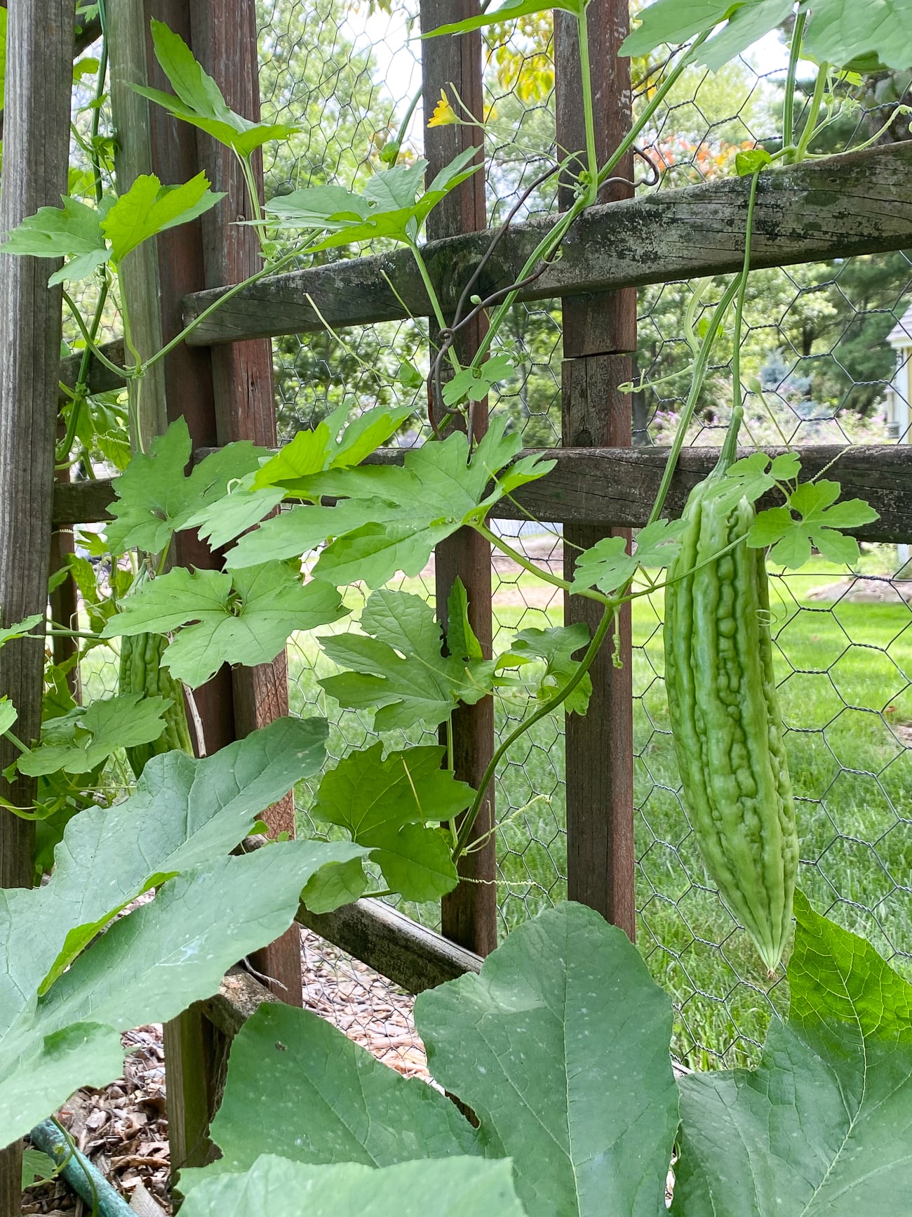 Bitter Melon hanging from plant