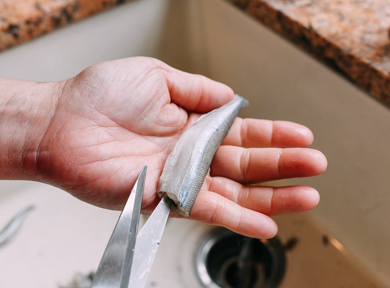 slicing open smelt with kitchen shears