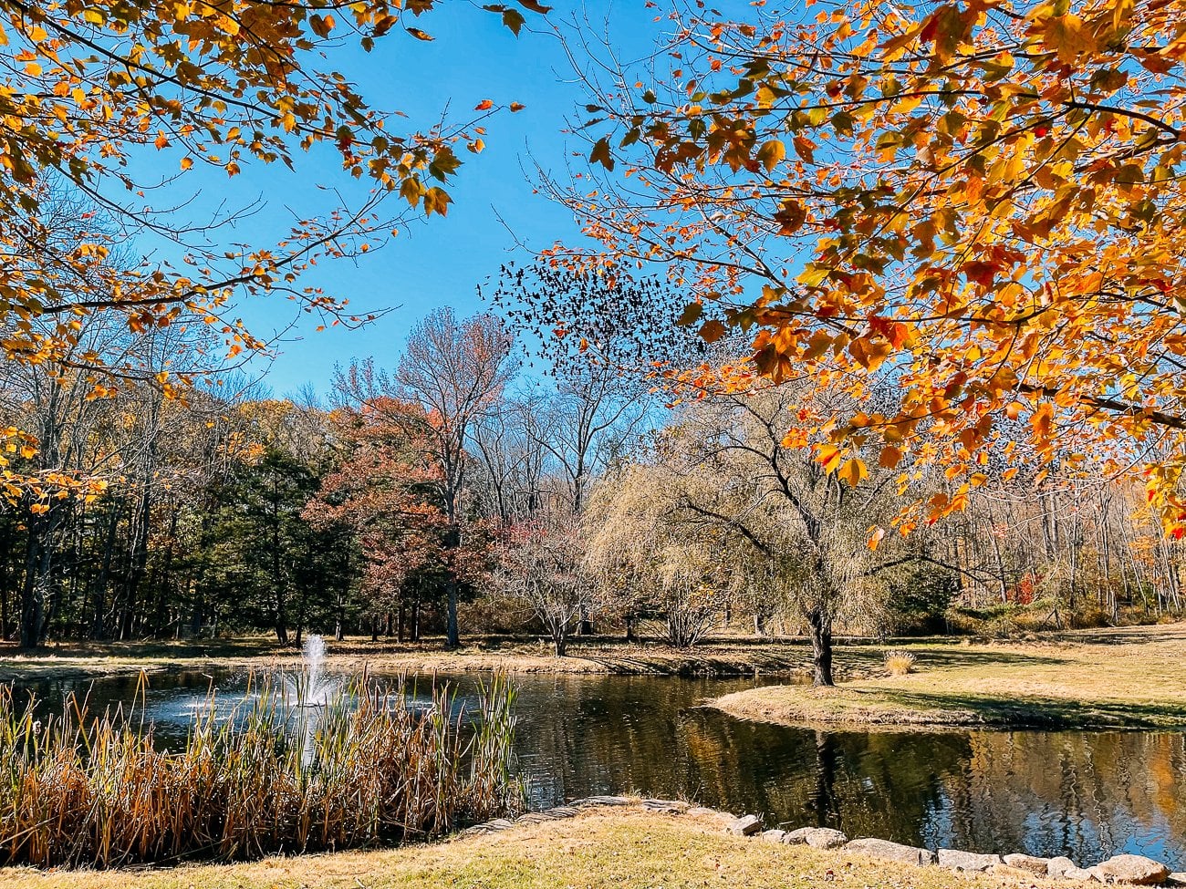 the pond in fall