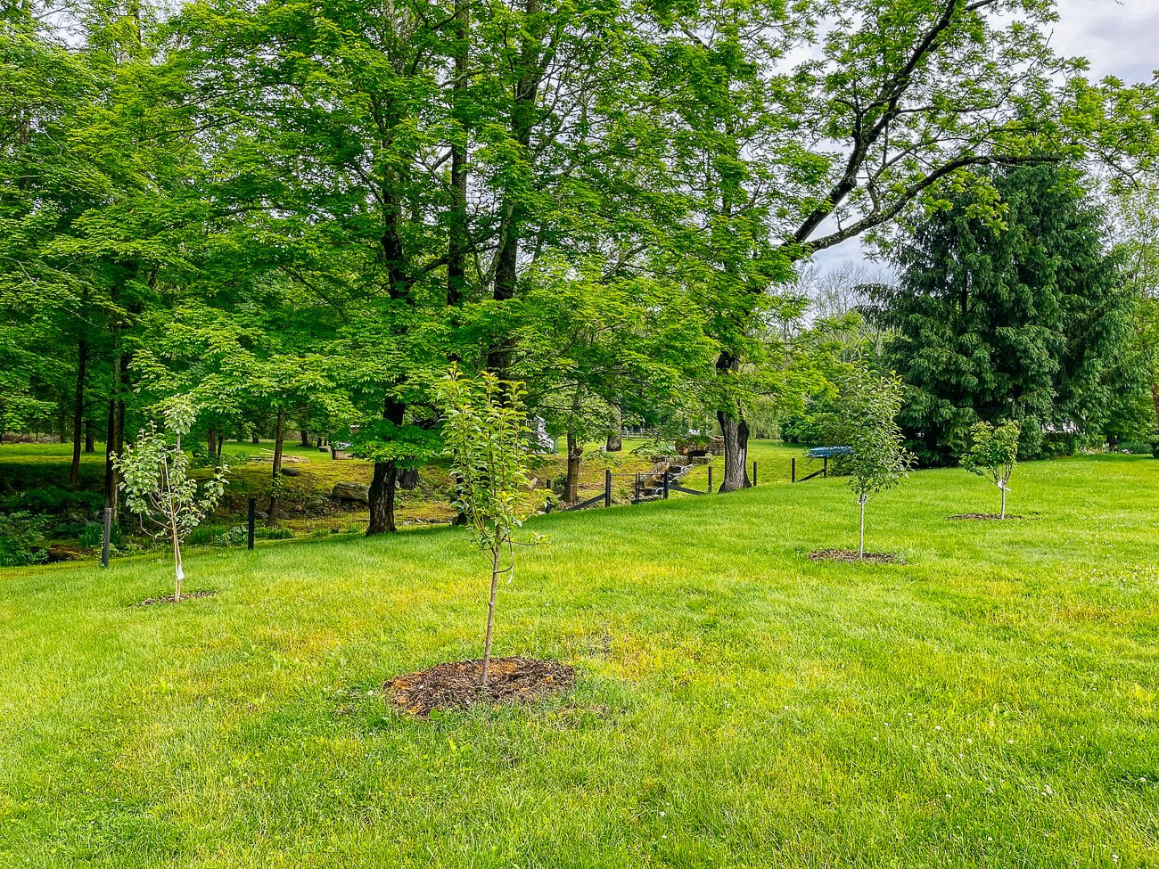 apple and pear trees that started flowering