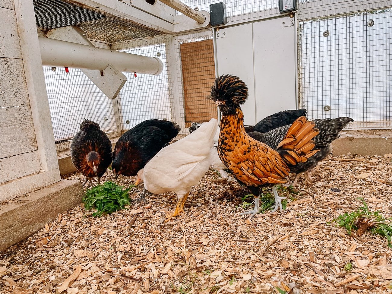 chickens eating kitchen scraps