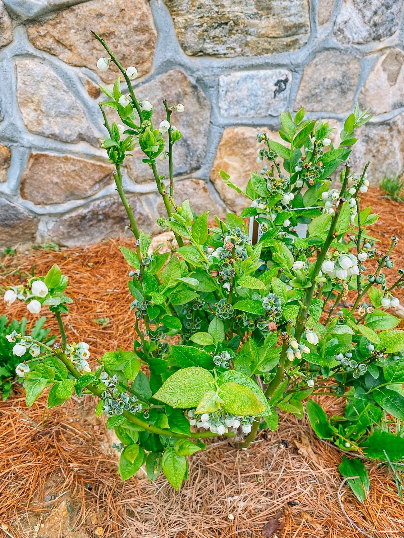 Blueberry bush