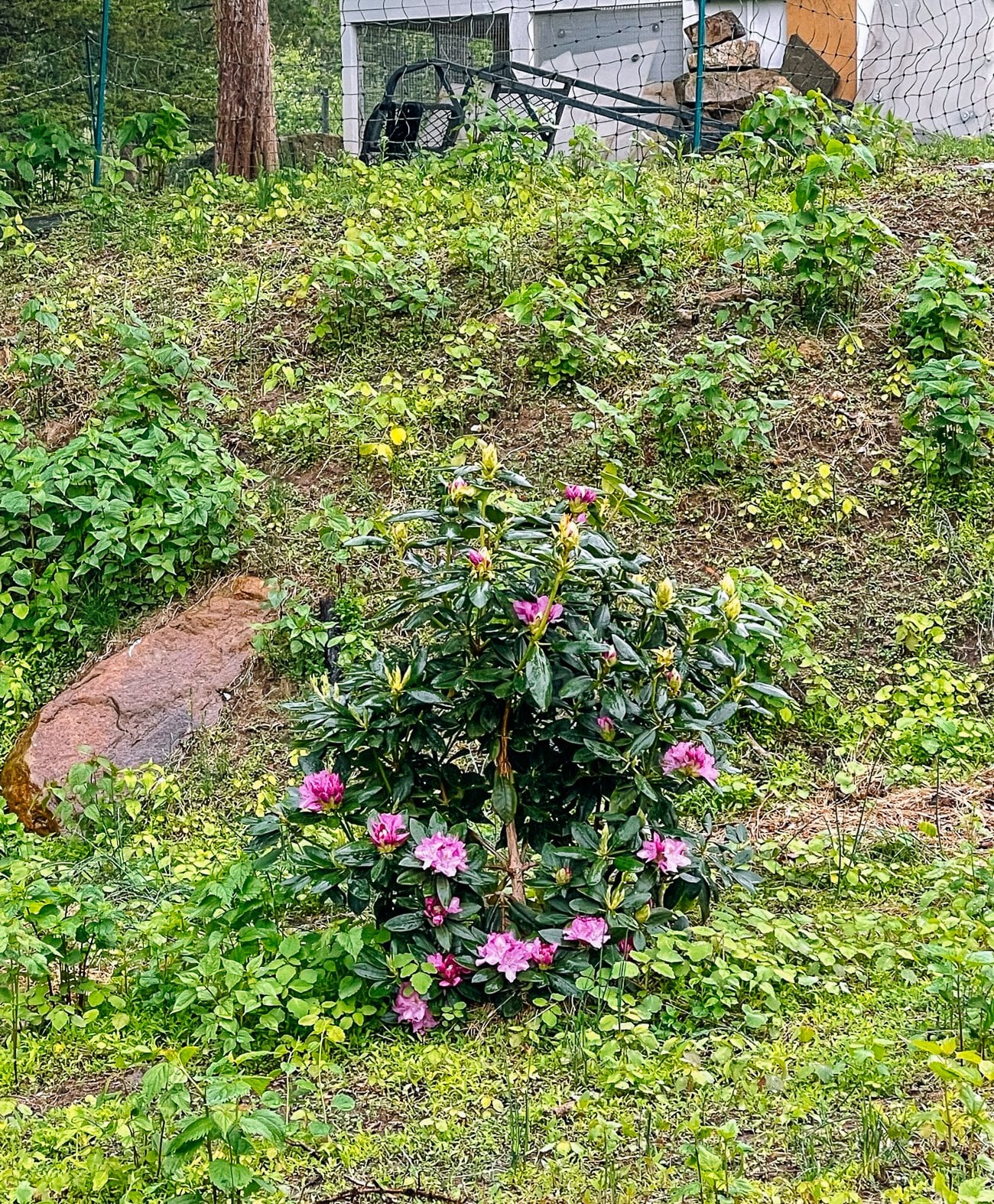 Rhododendron