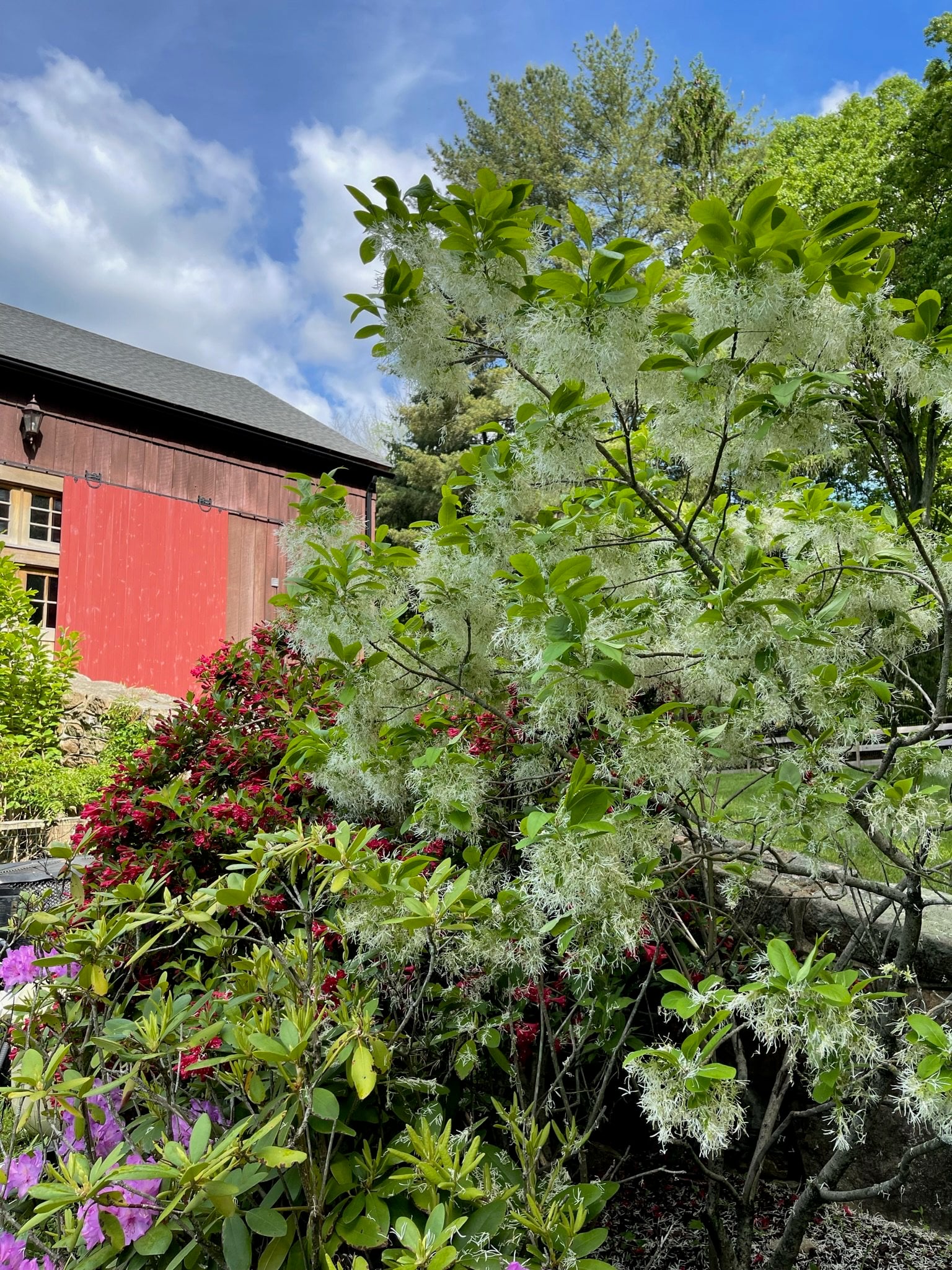 white fringe tree