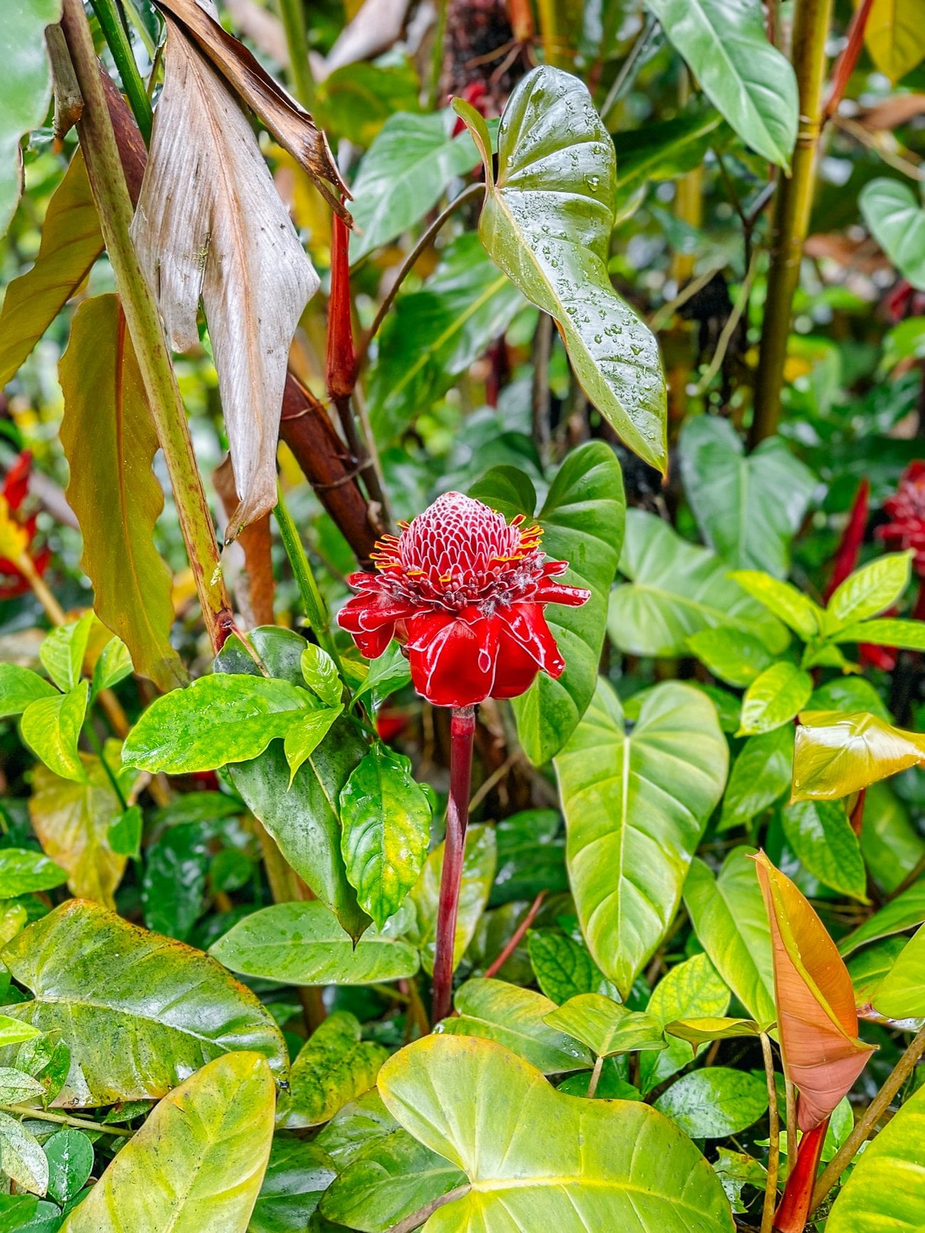 Torch ginger flower