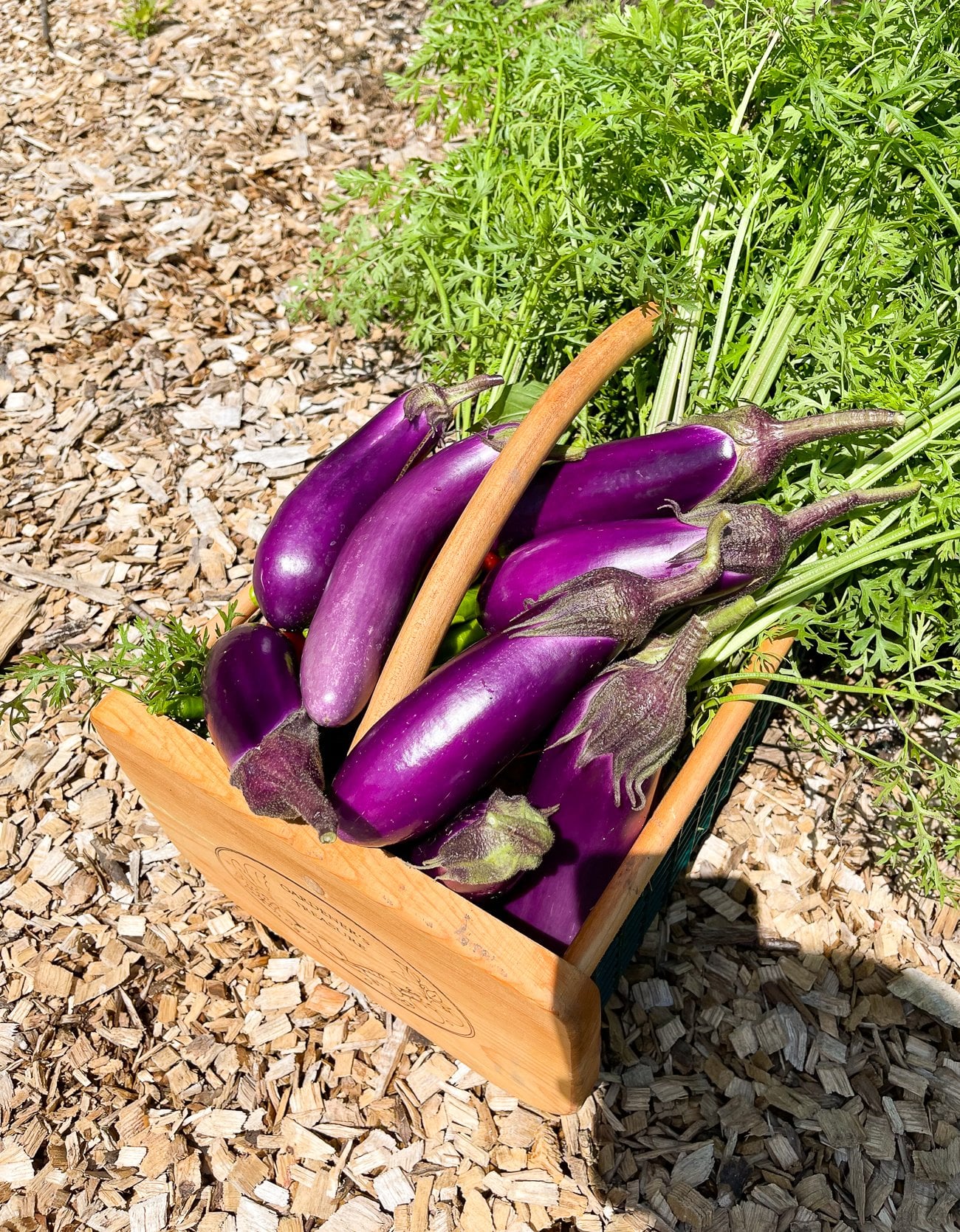 How to Grow Chinese Eggplant