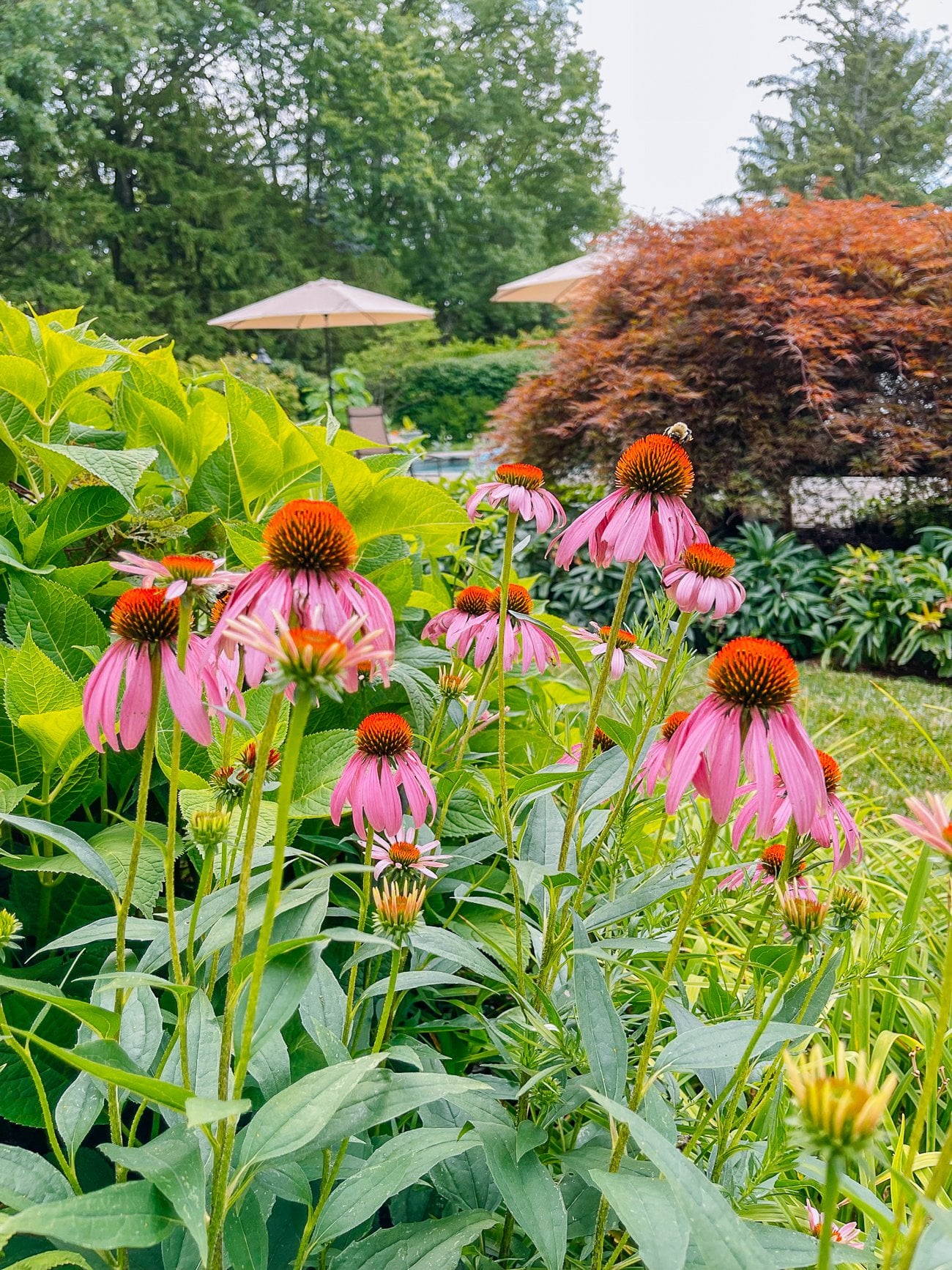 Summer Garden Tour 2022!