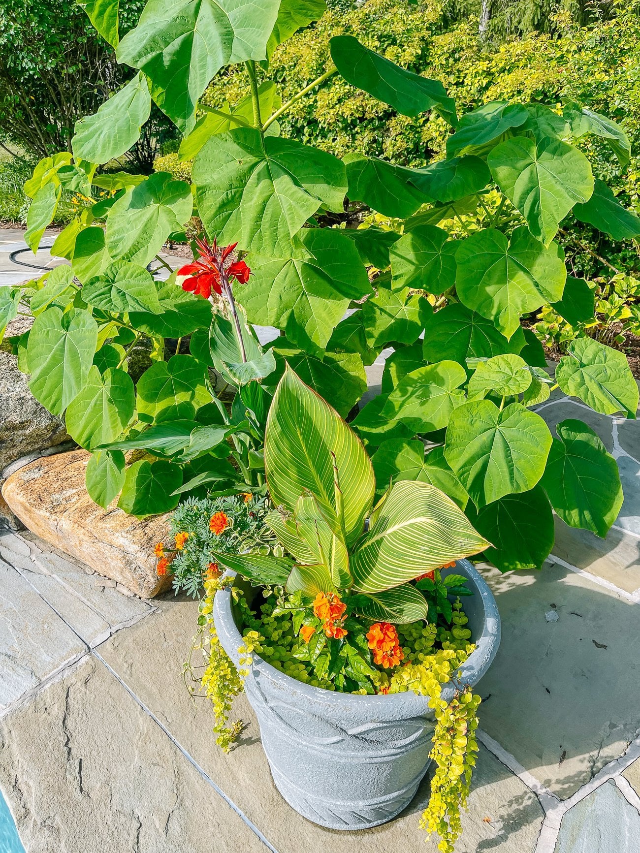 canna in pot