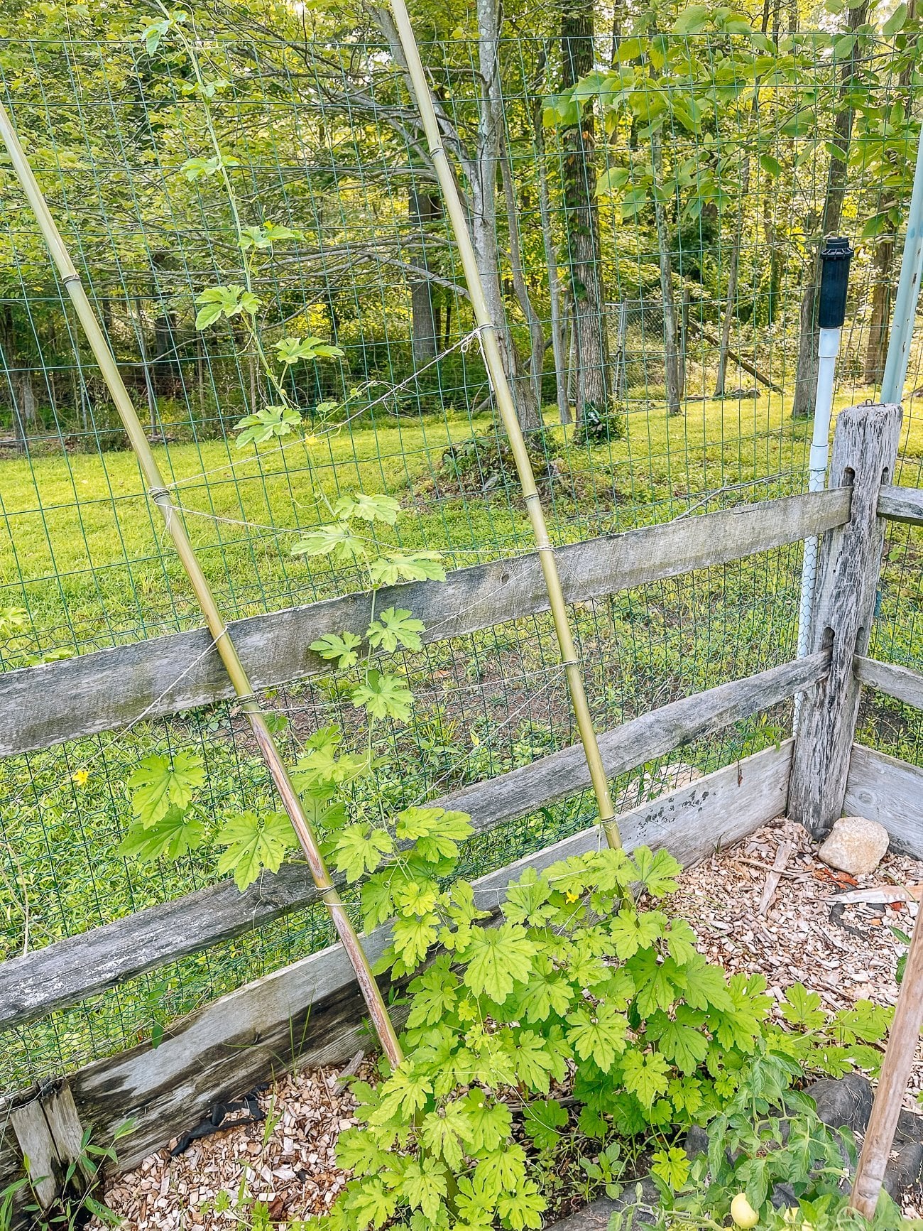bitter melon plant