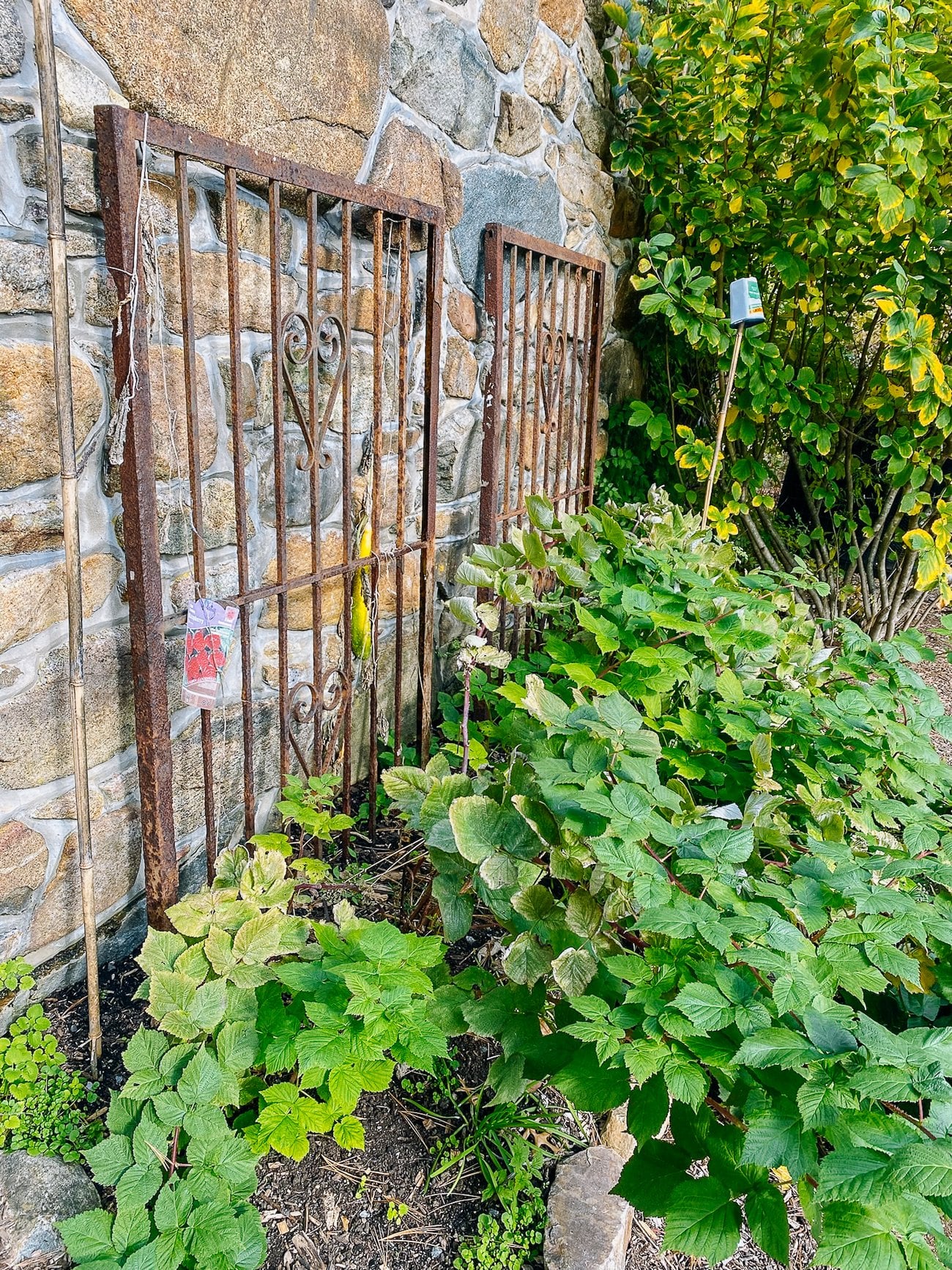 unwieldy summer fruiting raspberry plants
