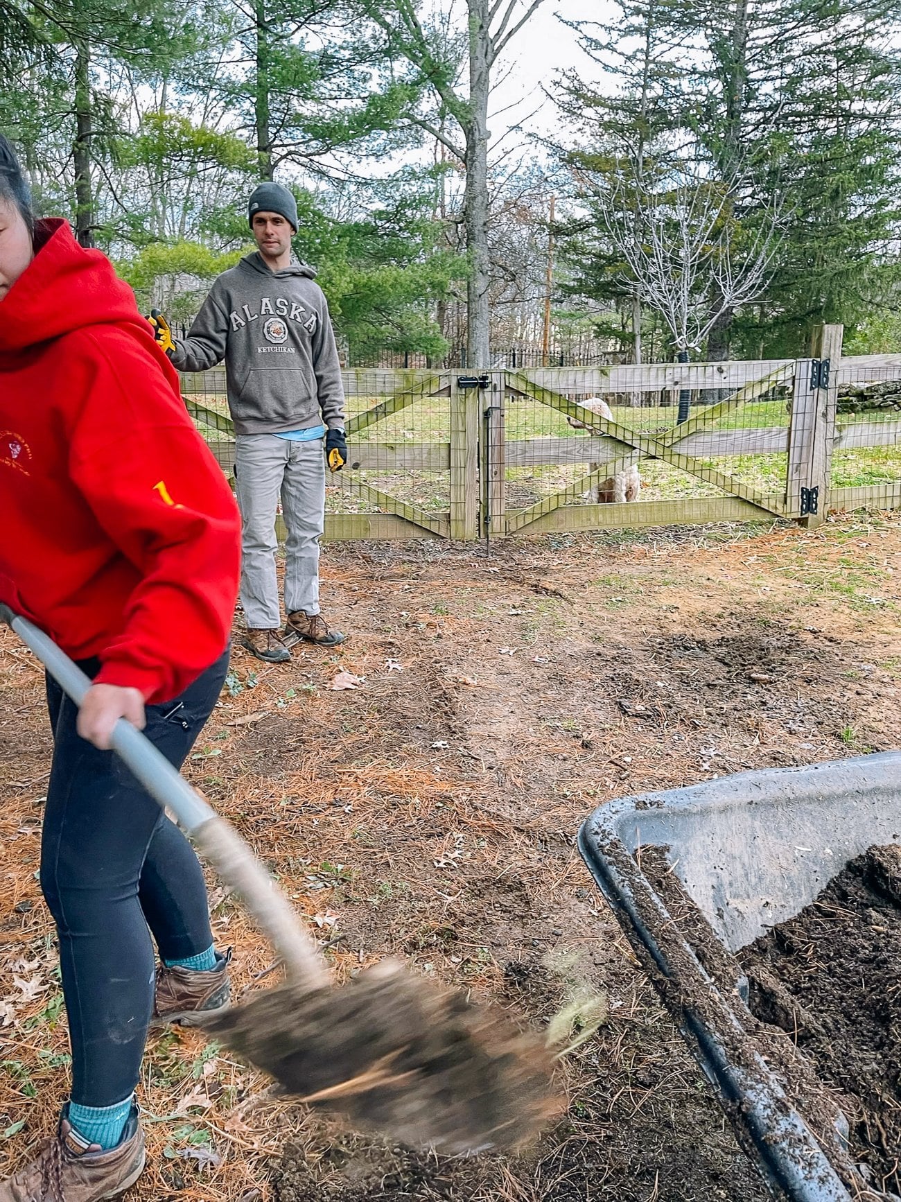 collecting compost