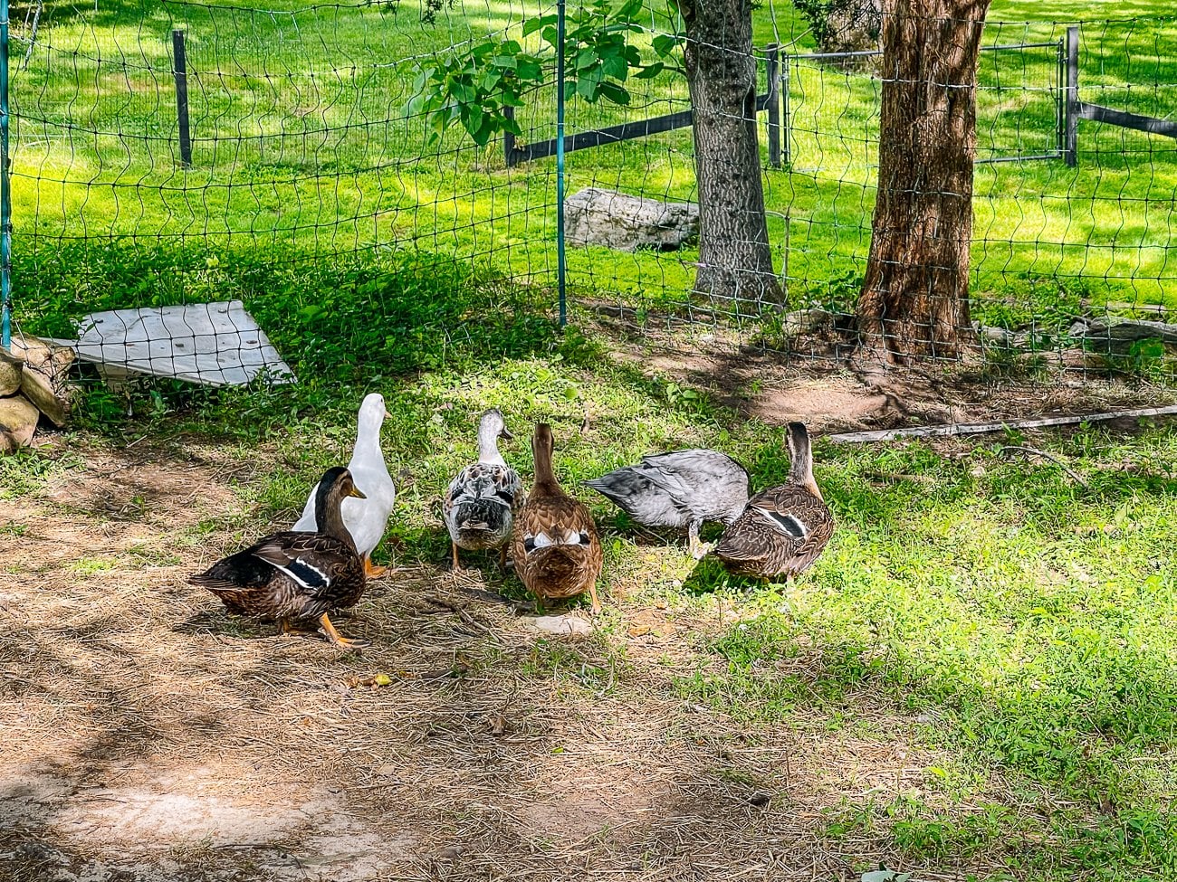 ducks wandering around their run together