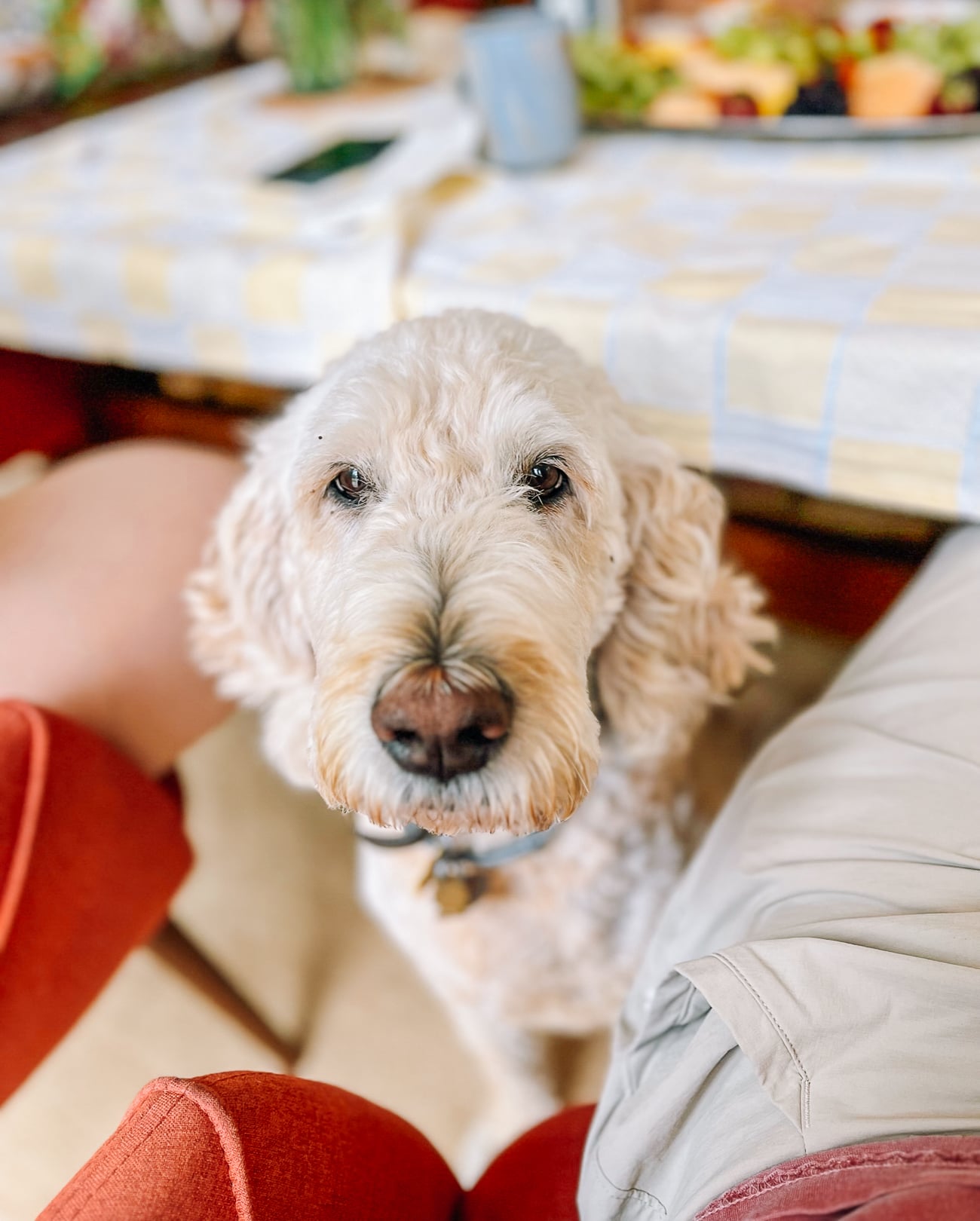 Barley Goldendoodle