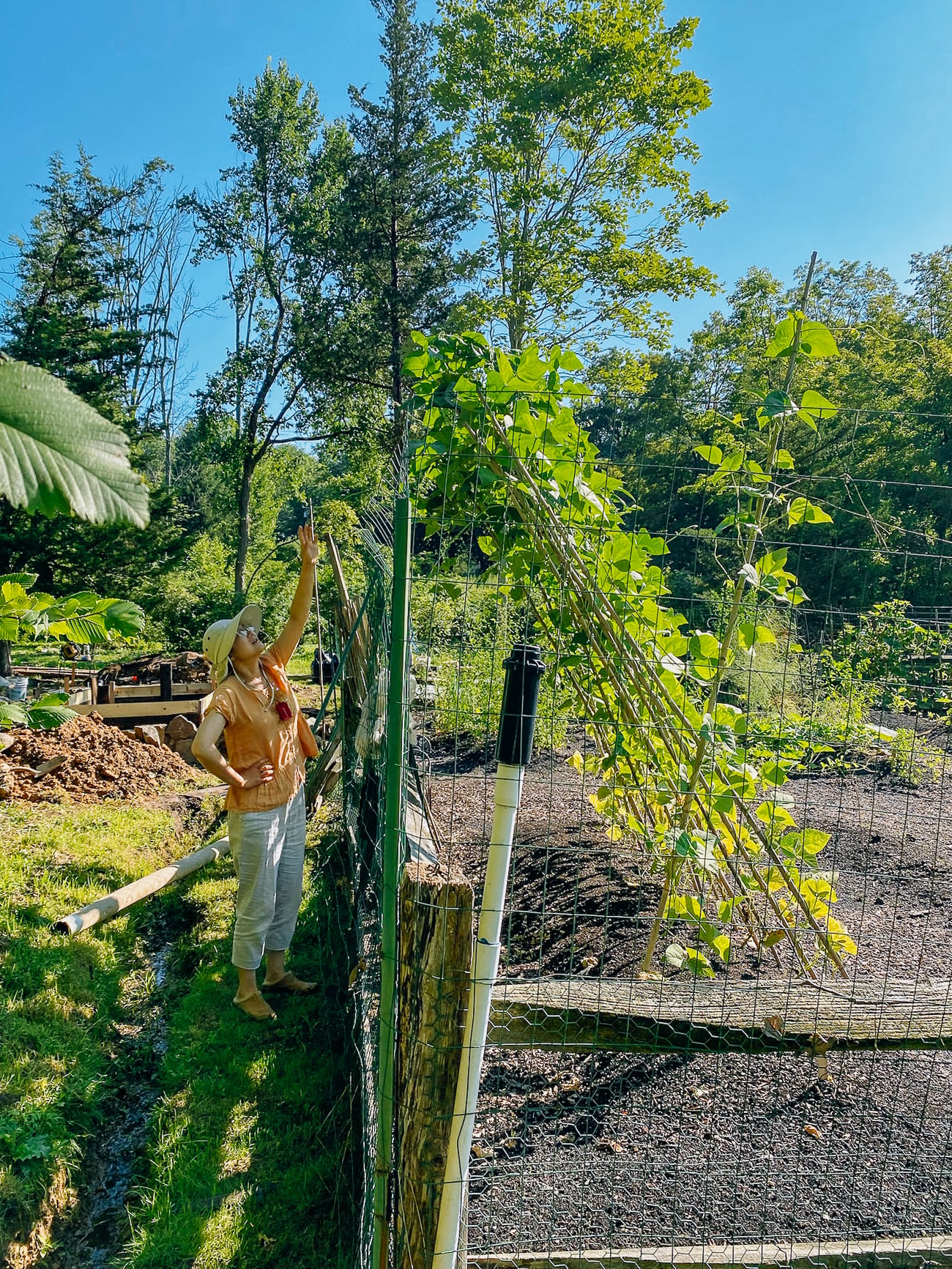 String bean plants