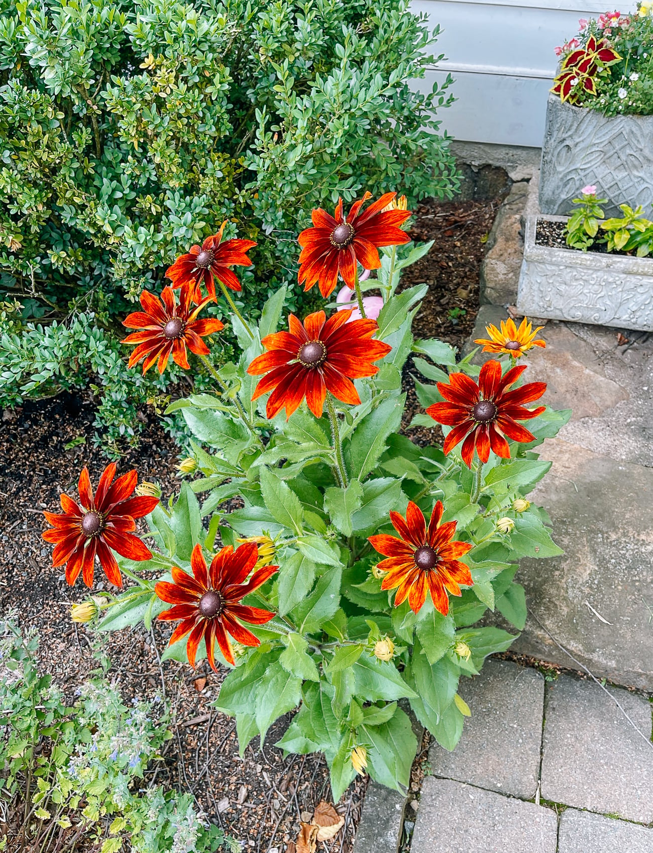 Brown Eyed Susan Flowers